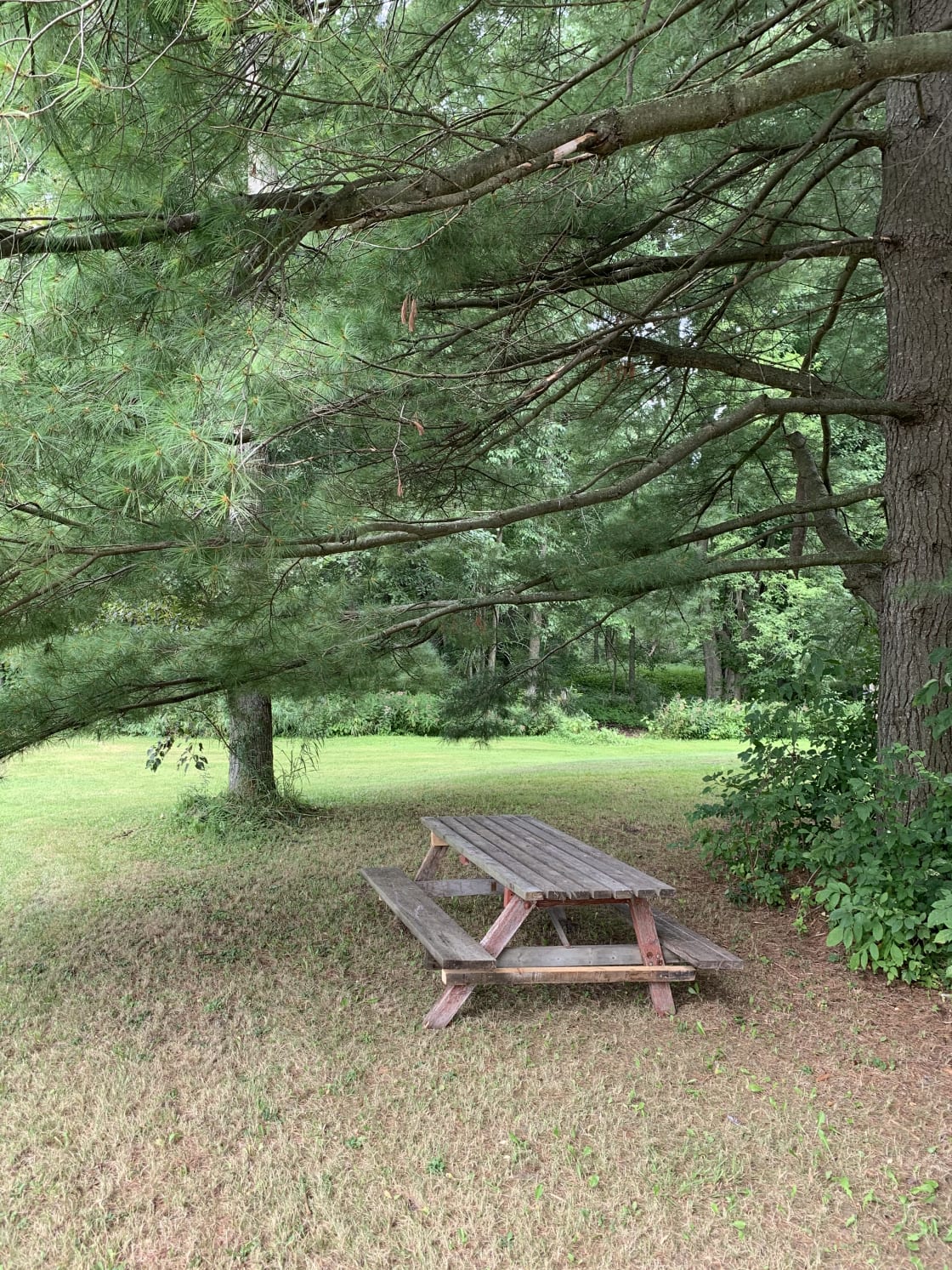 Picnic bench under the pines. Located roughly 40’ from fire. 