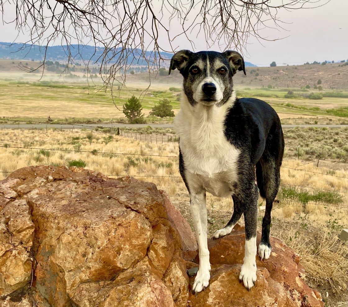 Our dog on the petrified wood outside the cabin