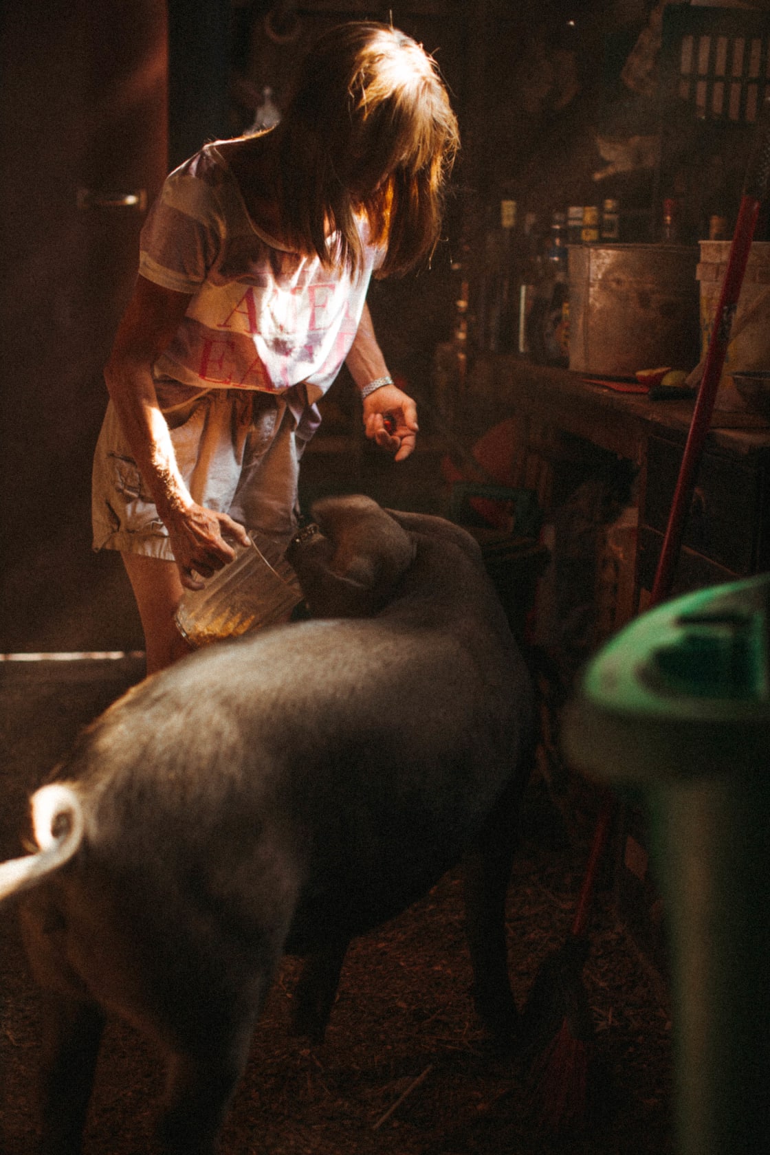 Eve feeding one of the pigs, Rock & Roll.