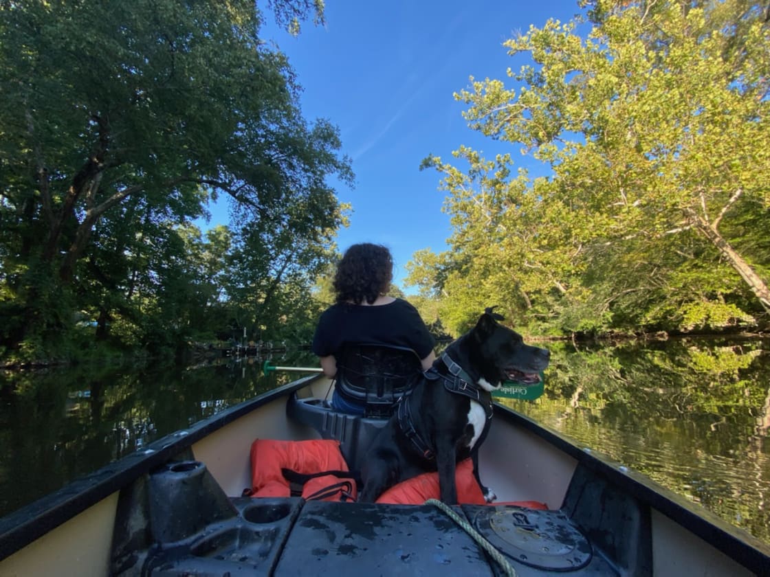 A wobbly (pups first time) but fun canoe ride on the river. 