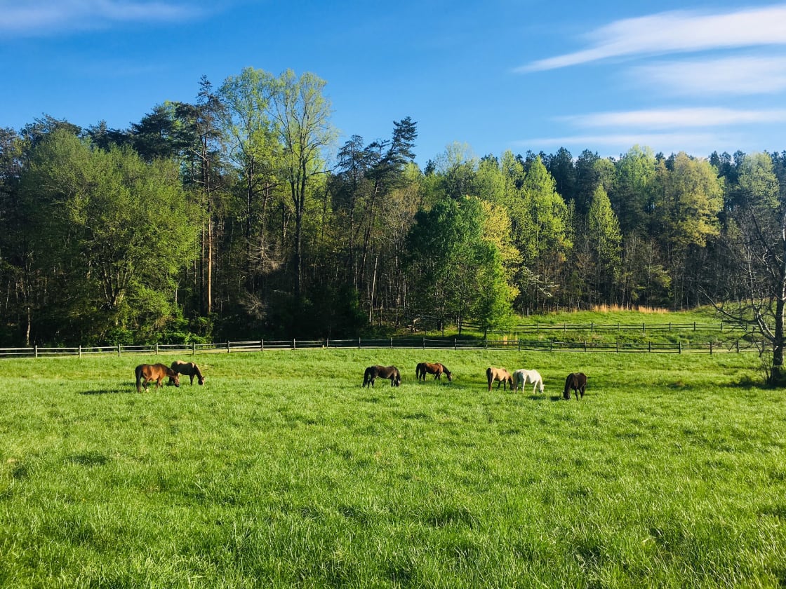 Galleywinter's herd grazing in the front pasture