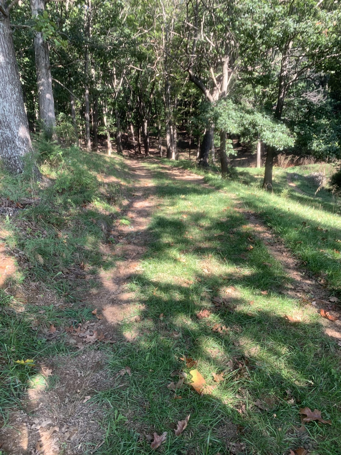 A path leading into the wooded area. 