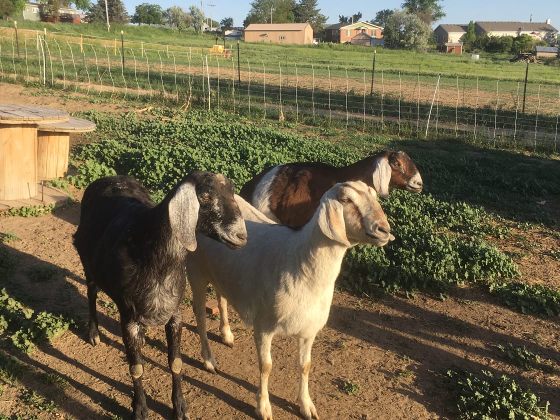 A few of the goats