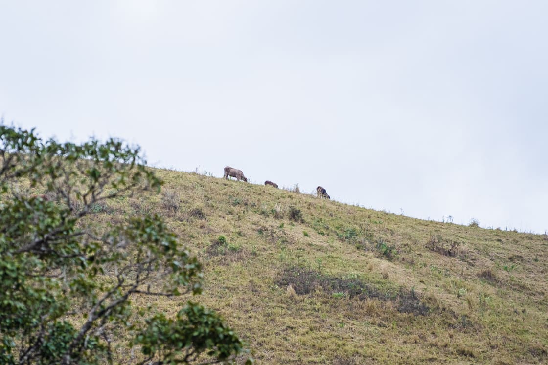 Cows perched on the rolling hills