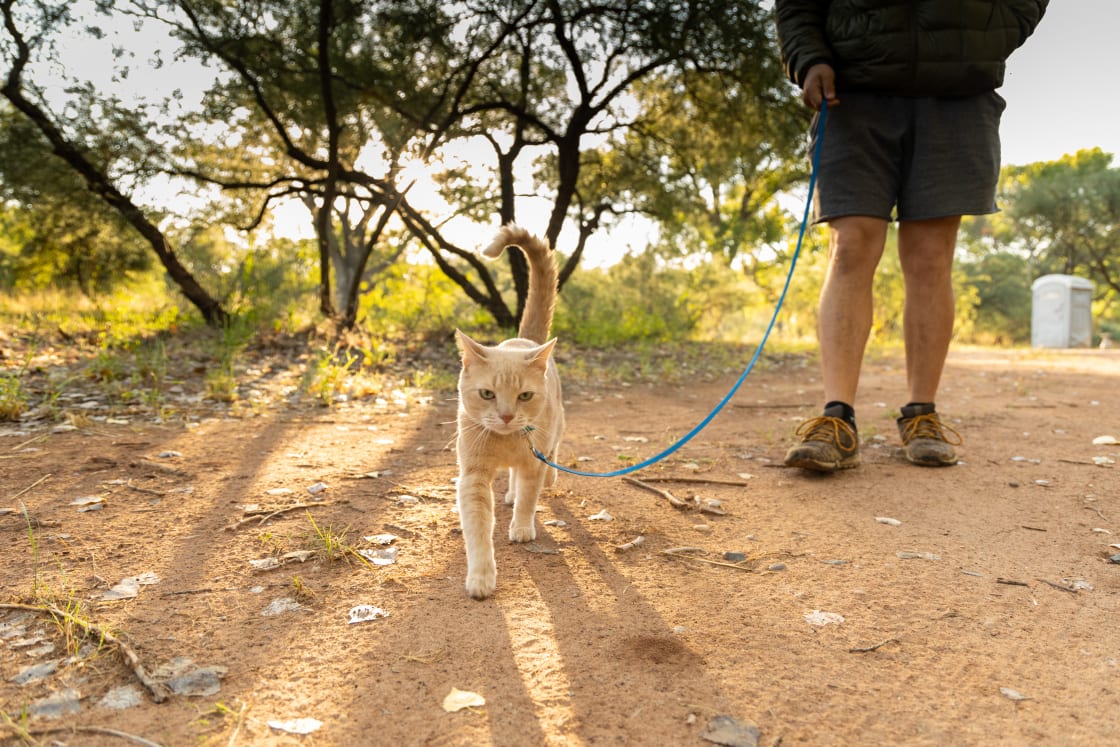 The cat had a blast walking around the camp site!