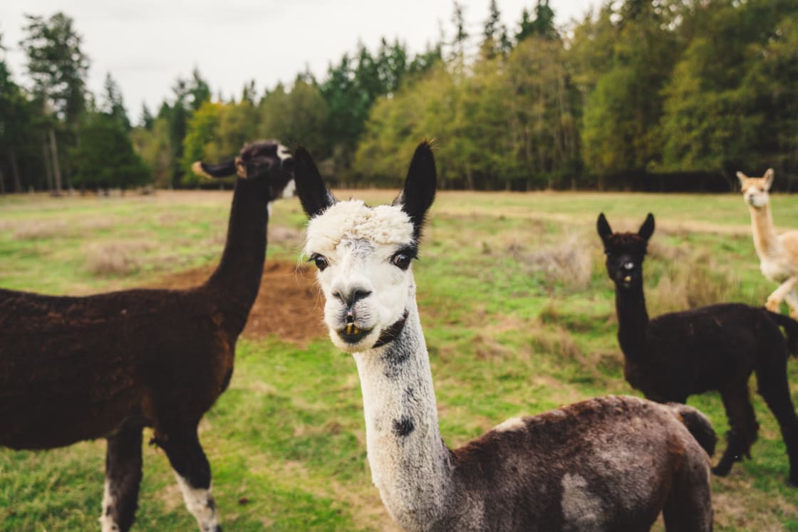 The curious alpacas are quick to check one out if approached, even with no grain.
