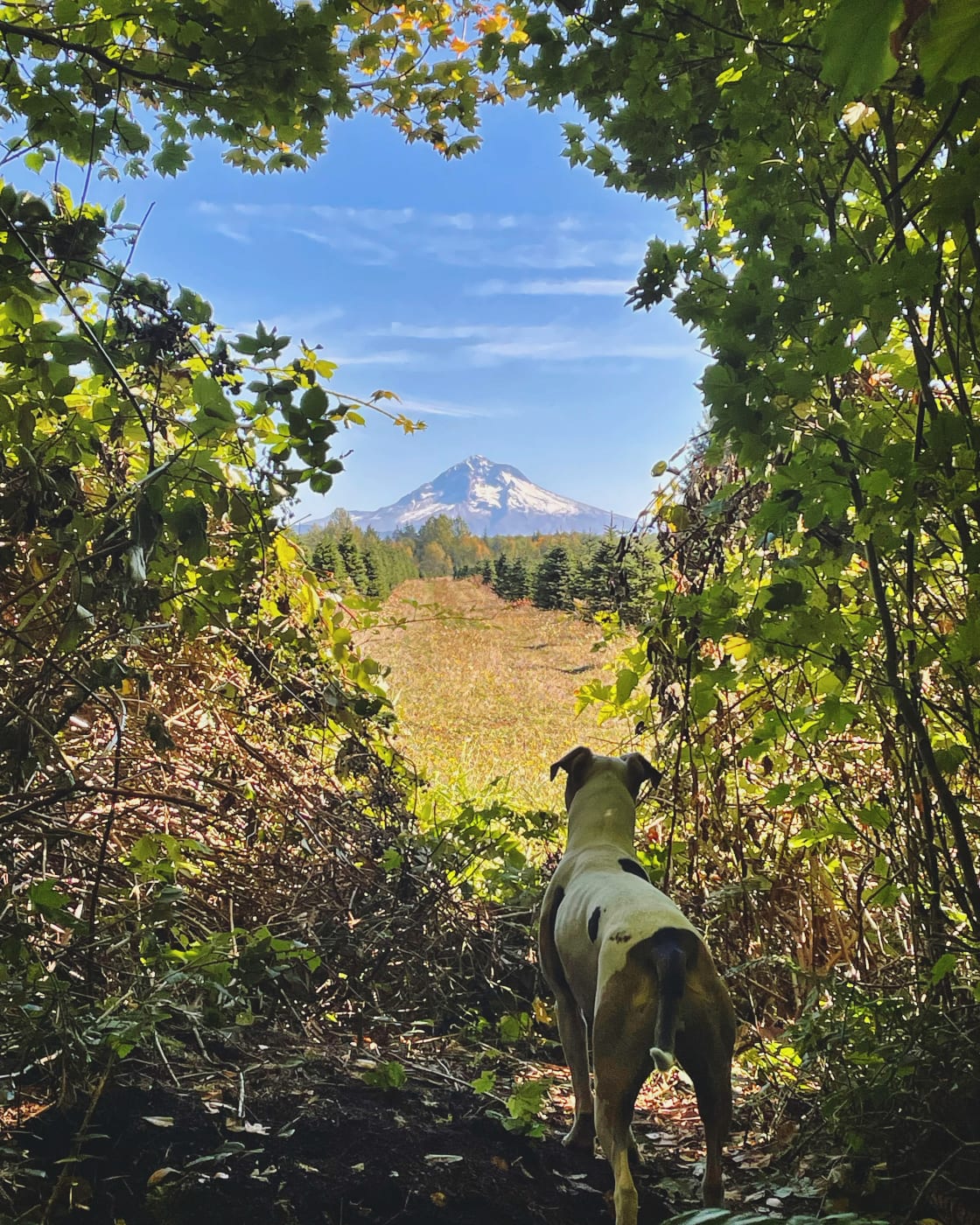 Hike up the almost 2 miles of trails to find your own private viewpoint of Mt Hood. Dogs are more than welcome too!