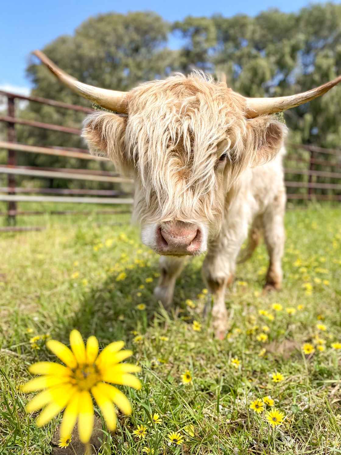 Meet our highland cow Zephyr he’s such a star  ⭐️ how handsome can he actually get 🏕