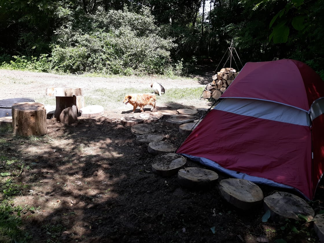 Camp with Alpacas at Aris Farm