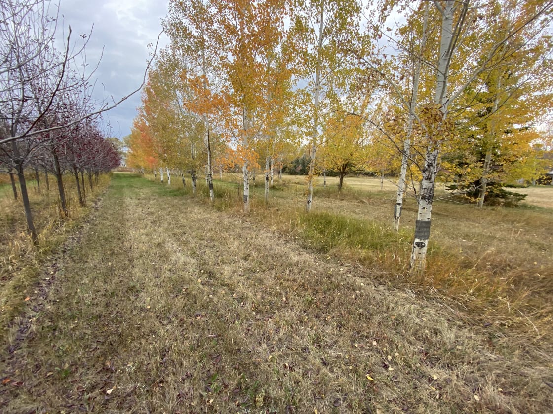 A look inside the Aspen grove.  Several rows of trees and plenty of space to find some solace and privacy.