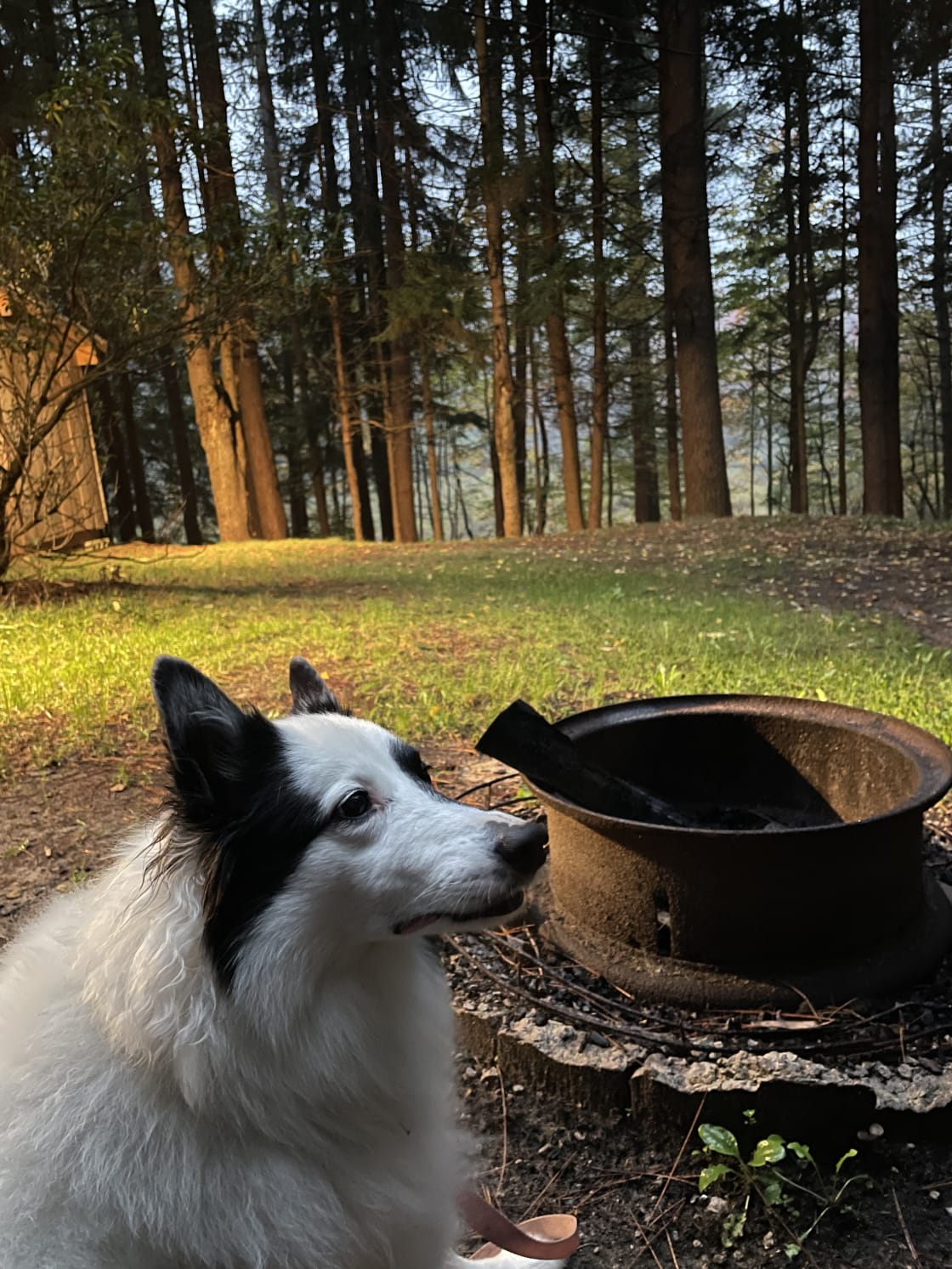 My dog enjoying the scenery and nature sounds outside by the fire ring
