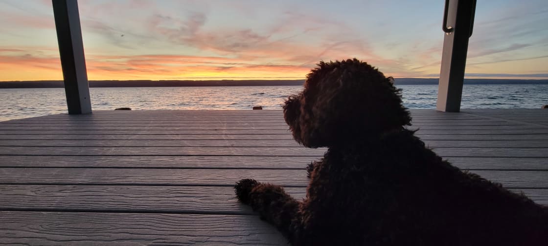 Dog friendly. Grover enjoyed the sunrise.
