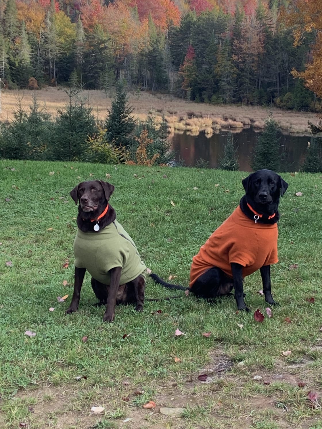 Reilly and Guinness ready for chilly Vermont nights 