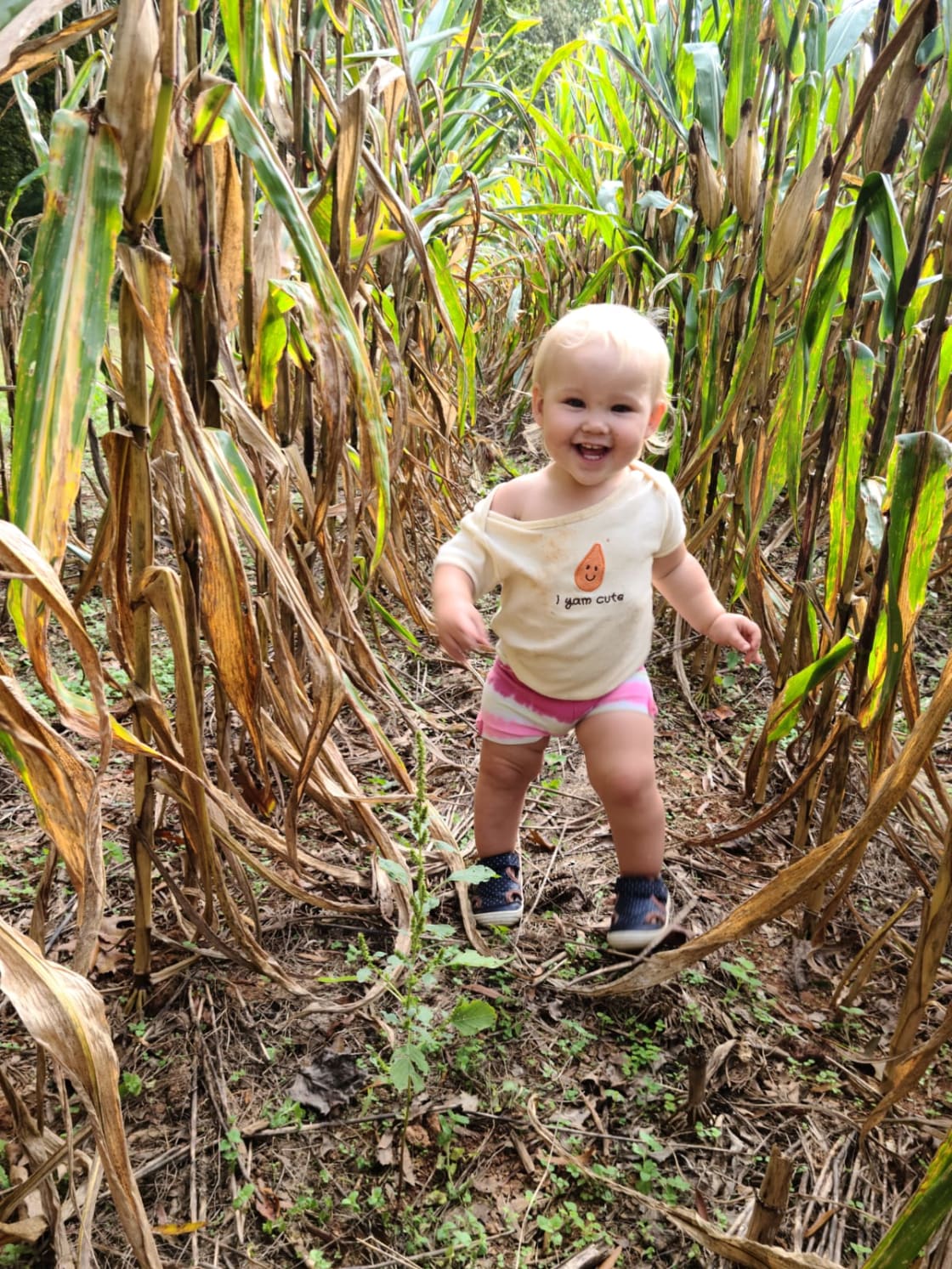 Exploring the corn fields