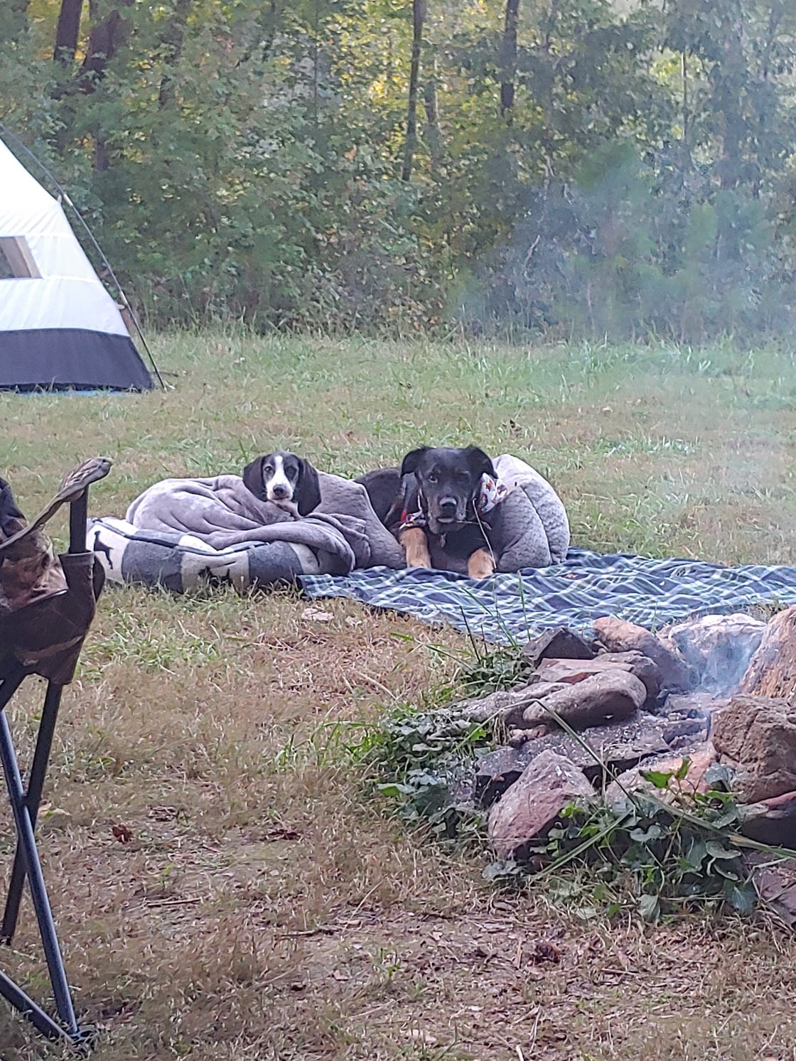The pups enjoying the fire