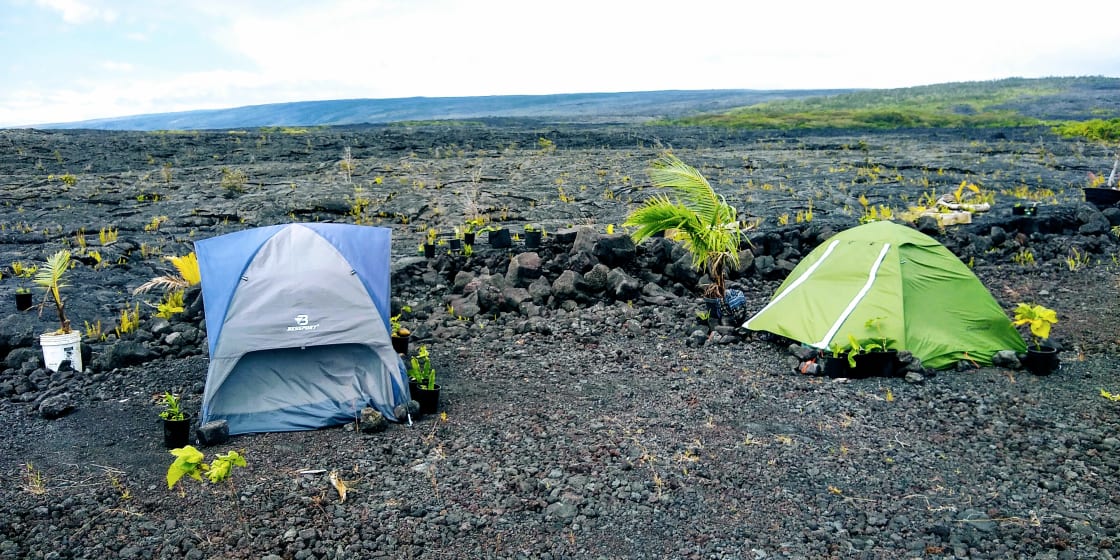 Tents and view west towards Kilauea volcano -- to soften the ground, we've now spread a thin layer of mulch in this area.
