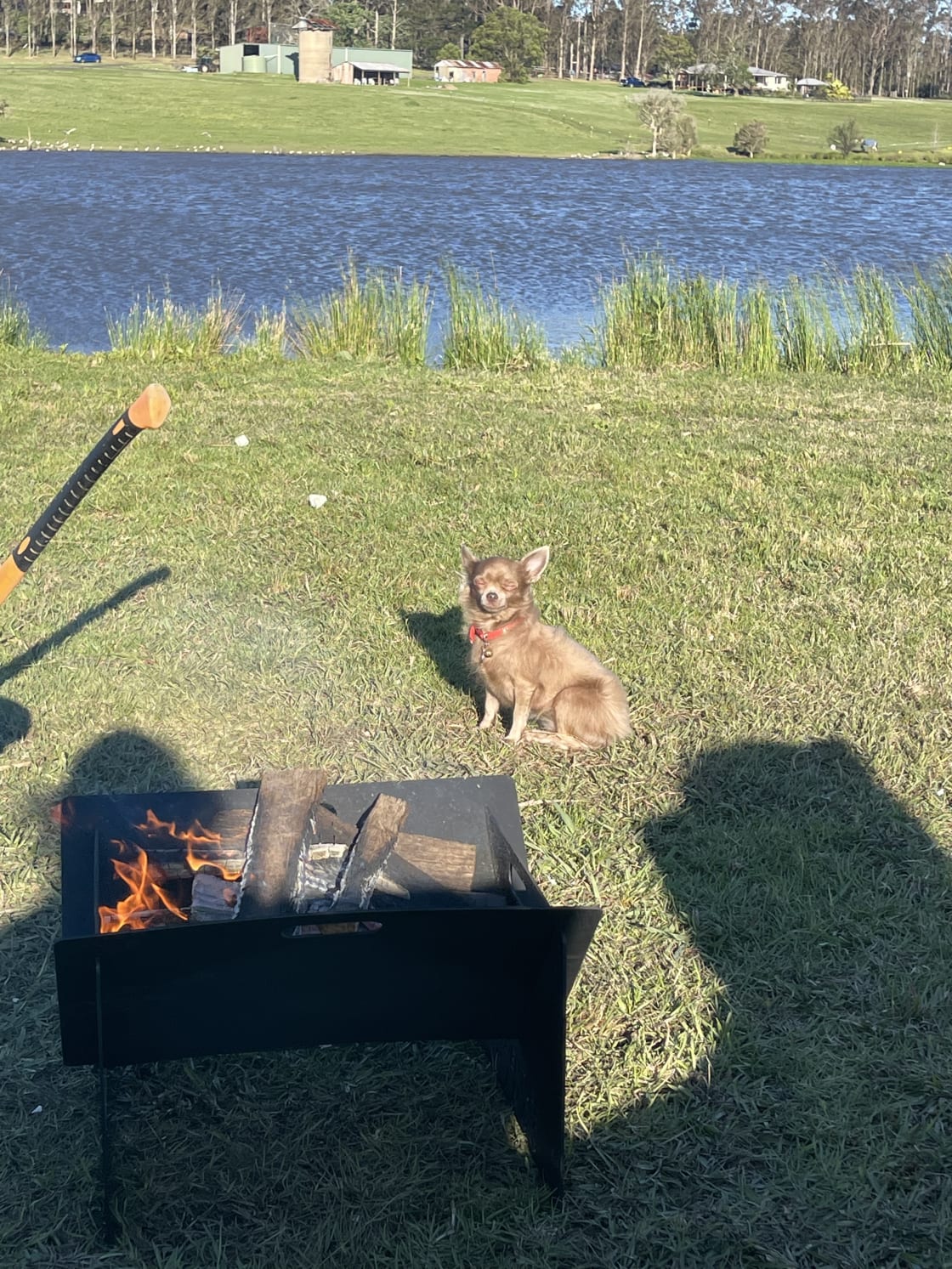 Our fur baby warming by the fire pit 
