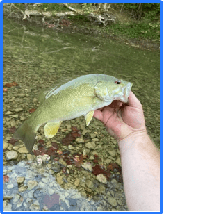 Excellent wade and fly fishing - panfish, rockbass, smallmouth, spots and largemouth.