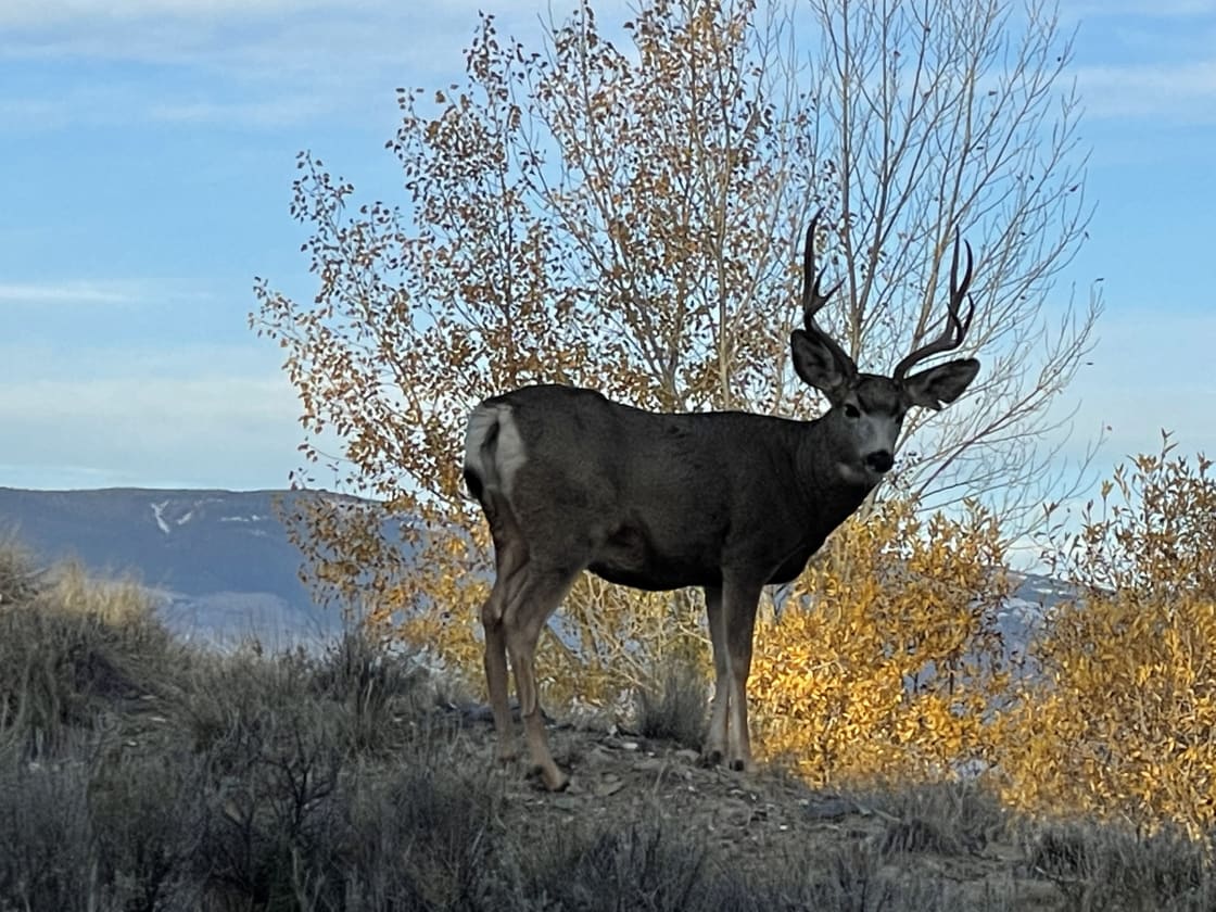 Large Mule Deer bucks hang out on the property in October and November.