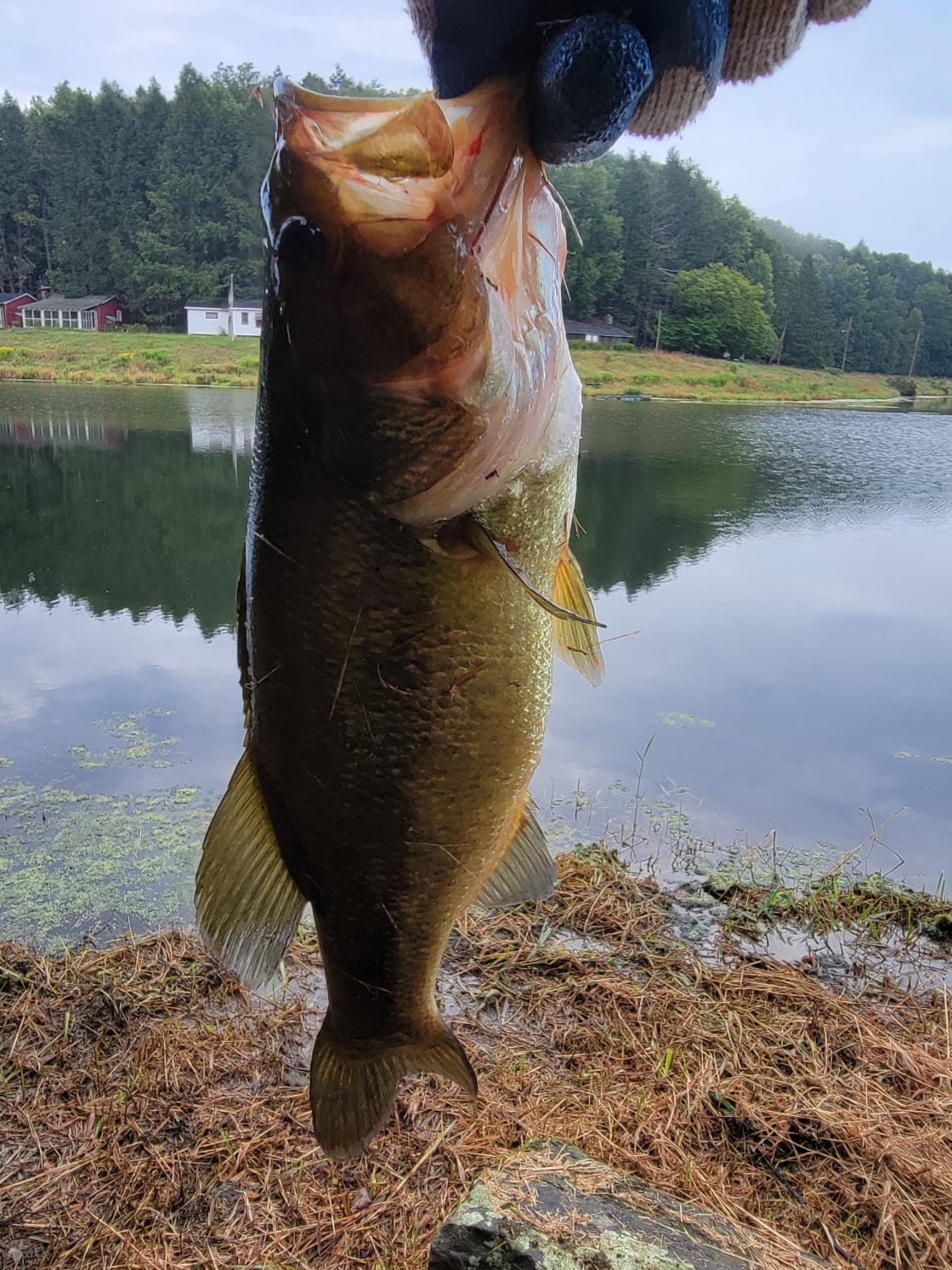 Big Bass all over this lake