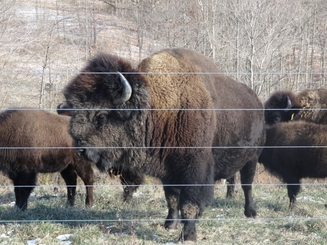 Kahrig Bison Ranch