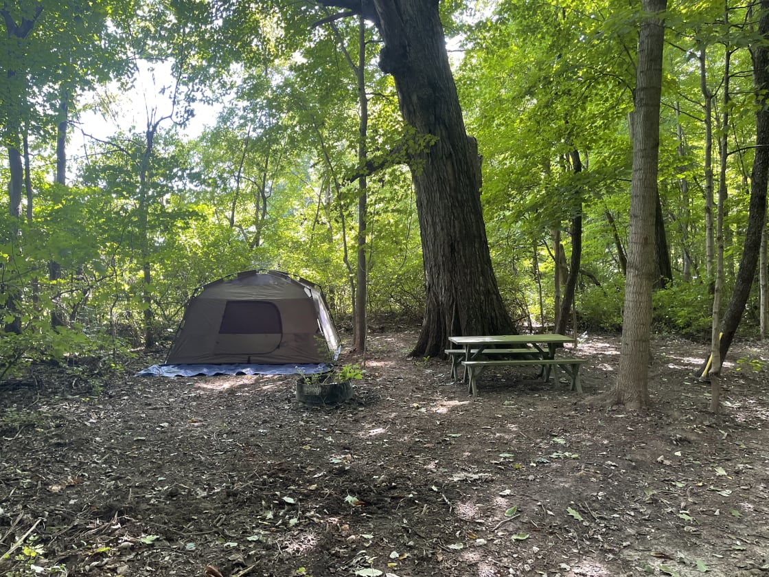 Mighty Oak, 1-2 tents or 1 tent & 2 hammocks 