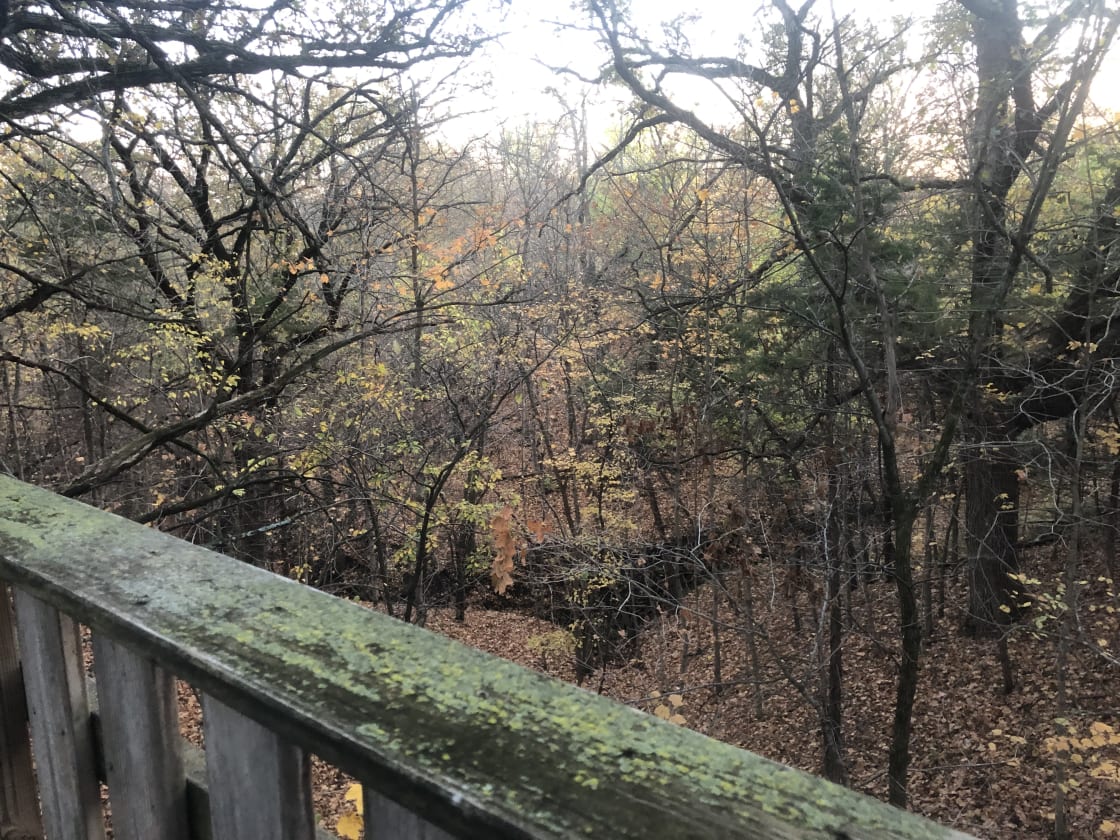View of the forest from the treehouse deck.