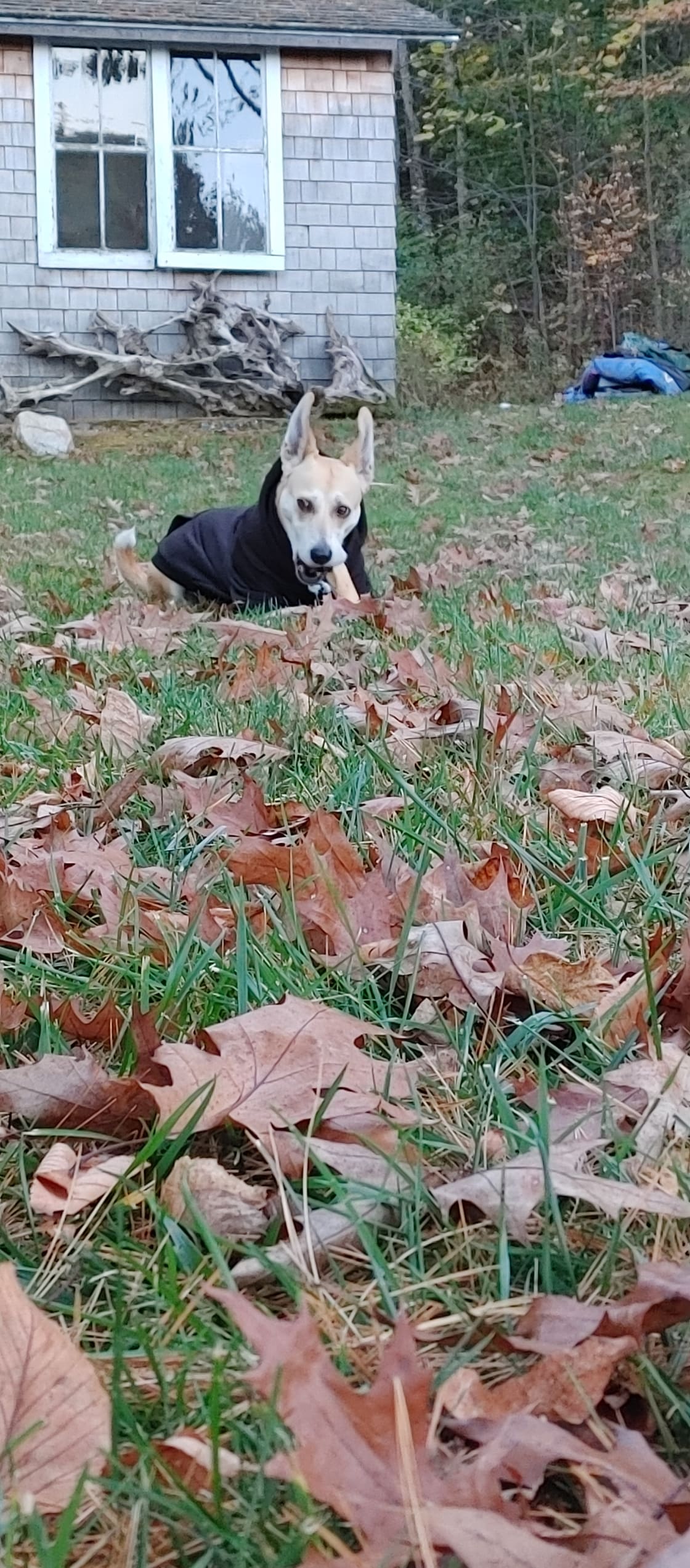 Diamond playing in the leaves