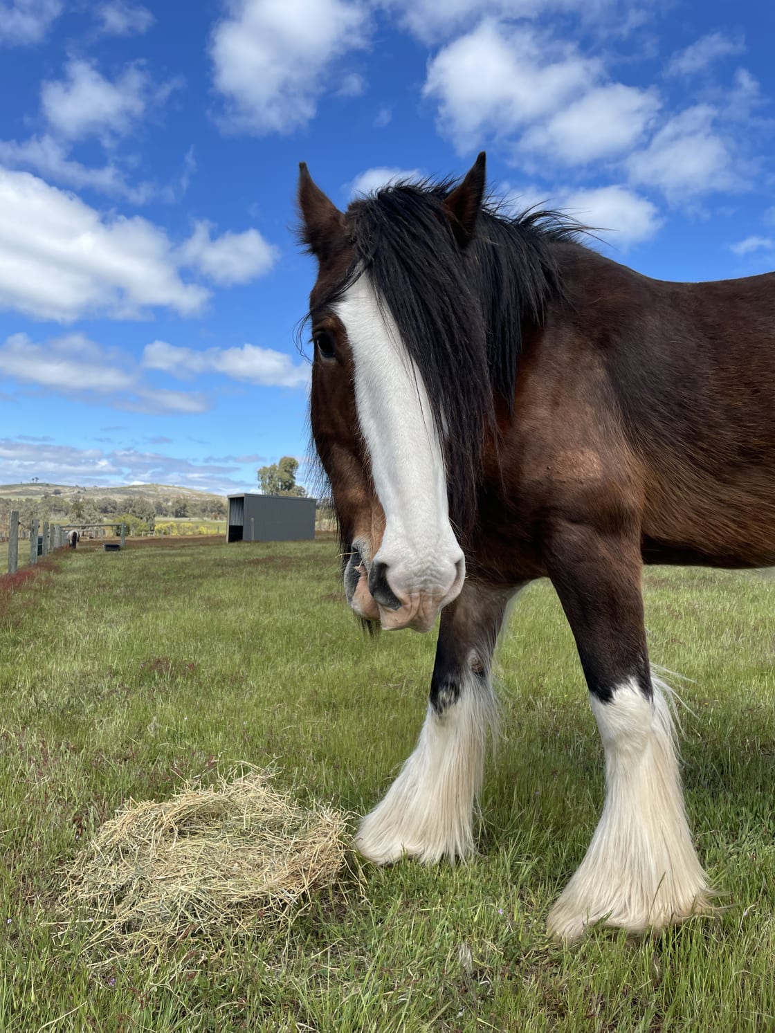 Our resident Clydesdale