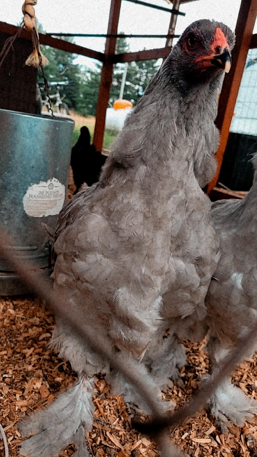 One of our chickens, Boots