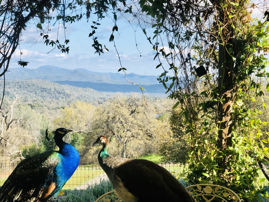The peacocks having a romantic moment