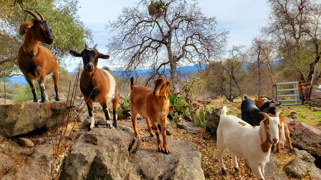 Rocky outcroppings are a favorite for the goats