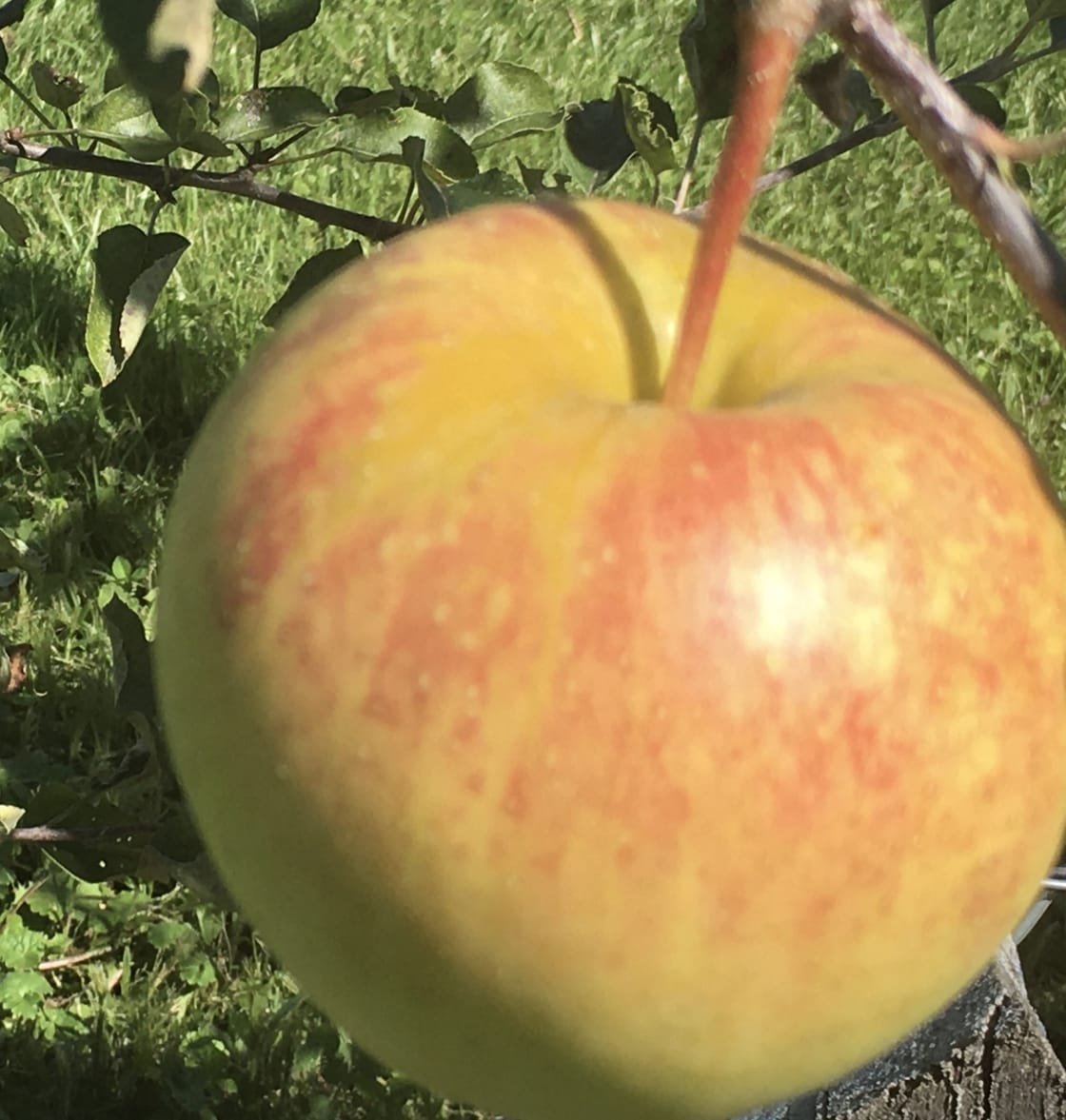 From our apple orchard…