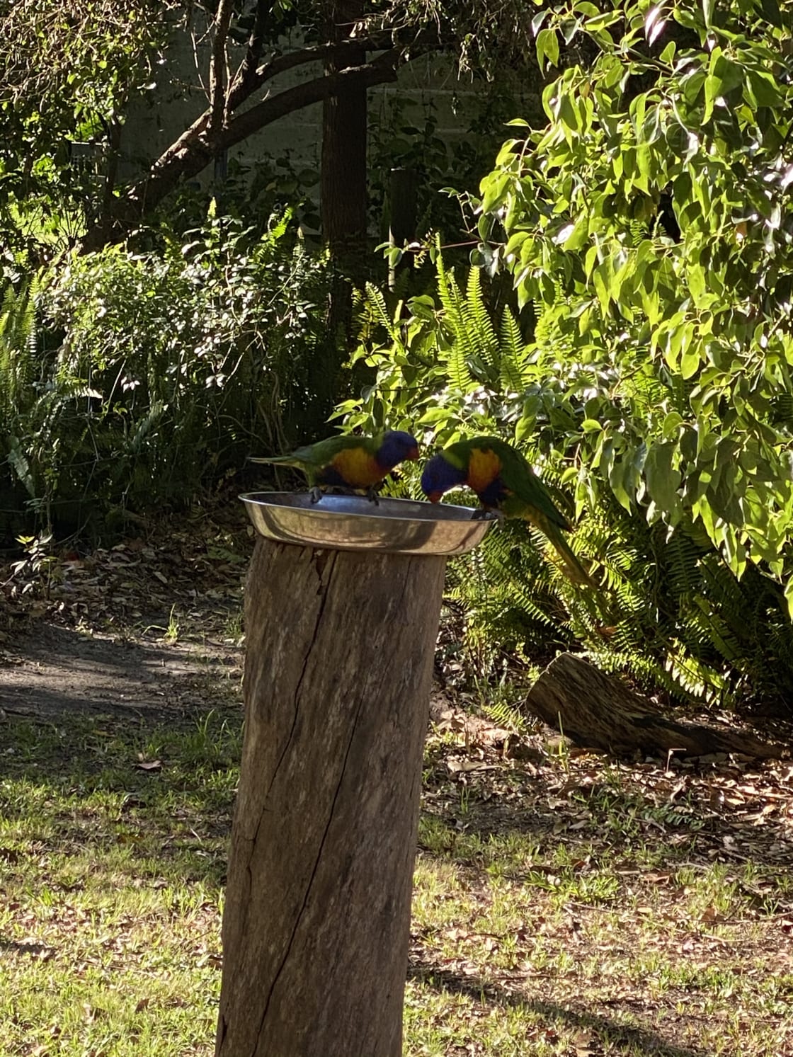 Our rainbow lorikeets having a feed and a love dance. 