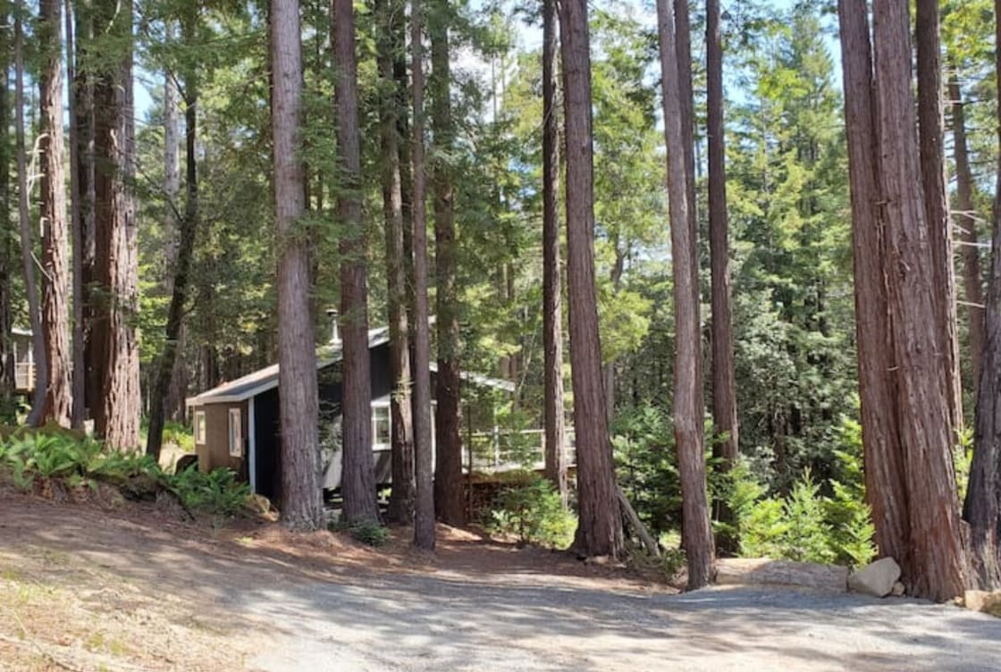 Modern Cabin in Redwood Forrest