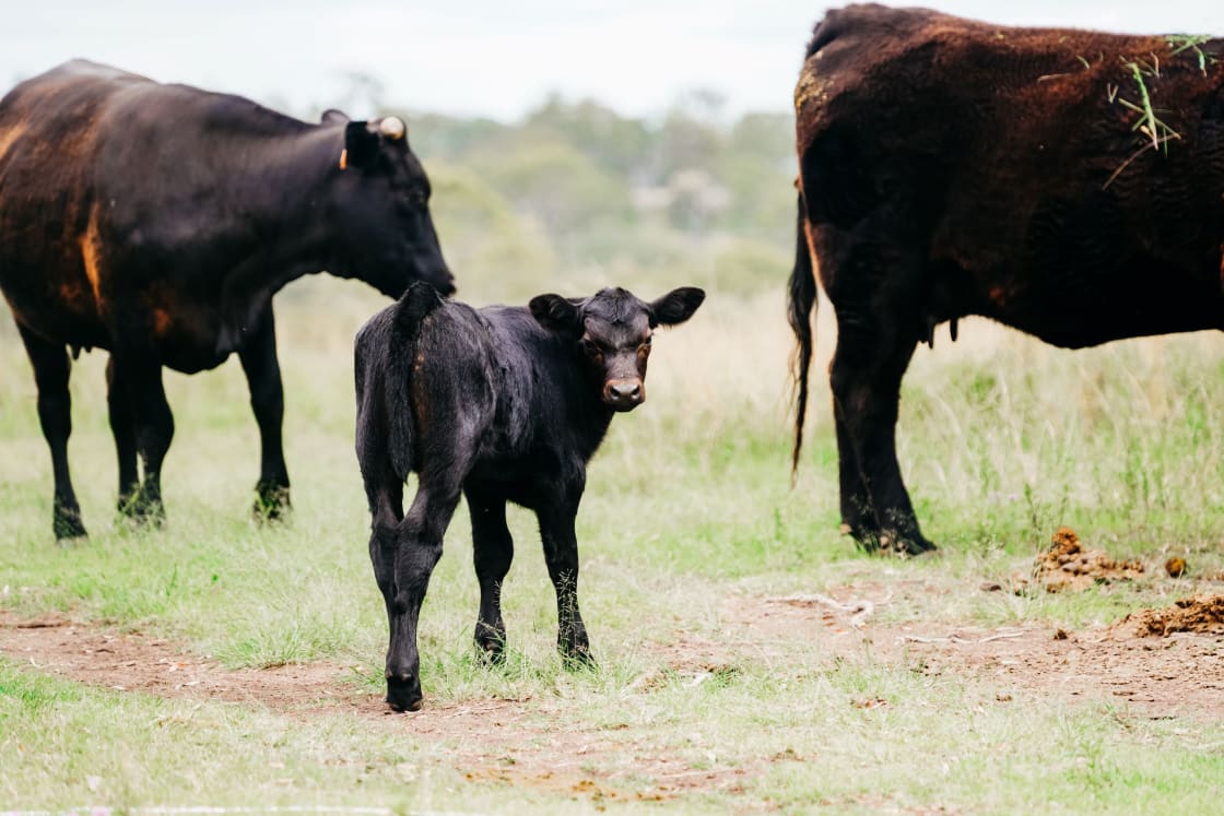 newborn calf