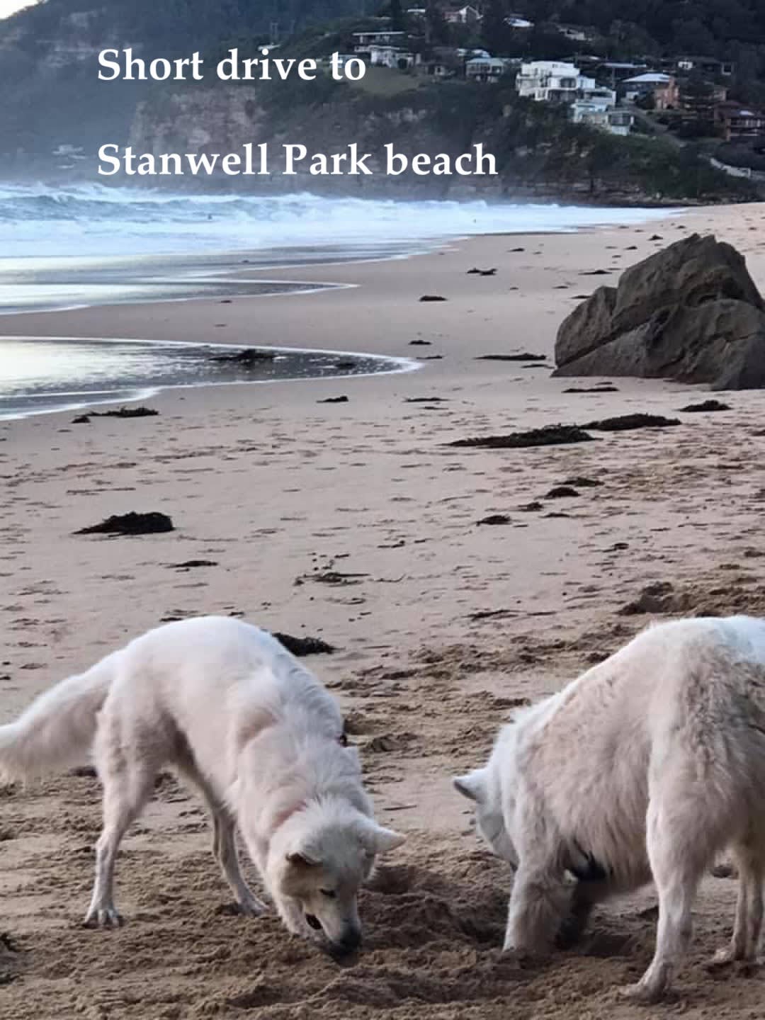 The northern most end of Stanwell Park beach is an off-leash dog area