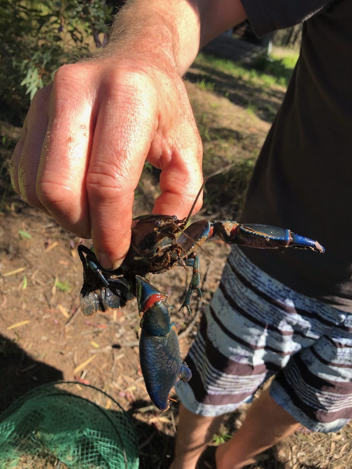 Very pretty yabby caught in one of the 3 dams on the property. 