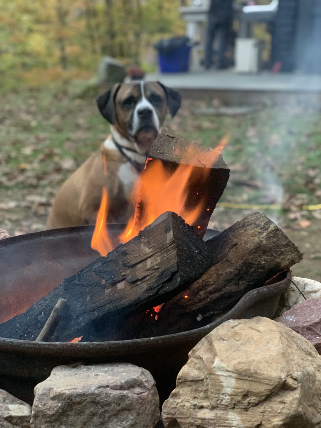Pup pup enjoying the fire. Firewood provided!