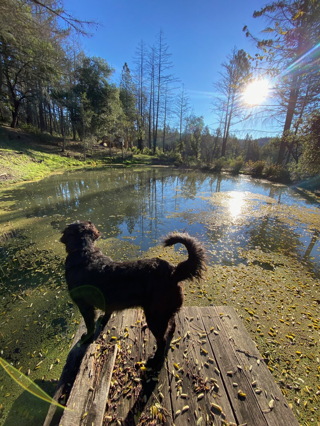 Checking out the pond with Minnie
