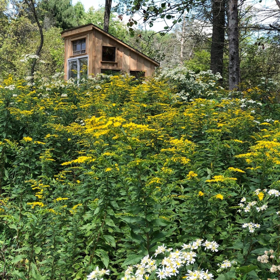 The glass chapel. The goldenrod is in bloom in September.