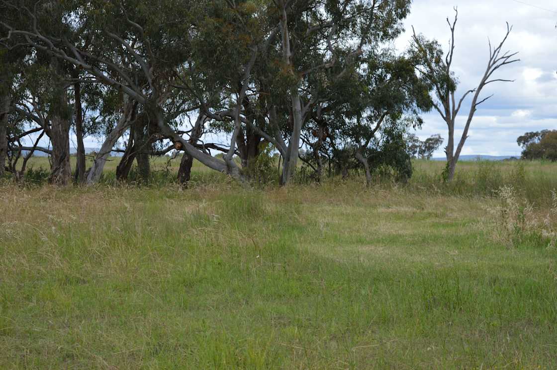 Wendouree Creek Camp