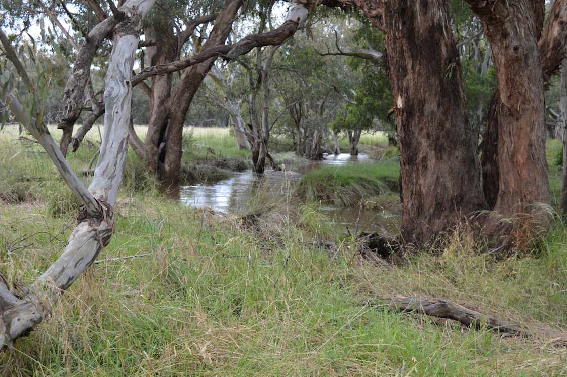 Wendouree Creek Camp