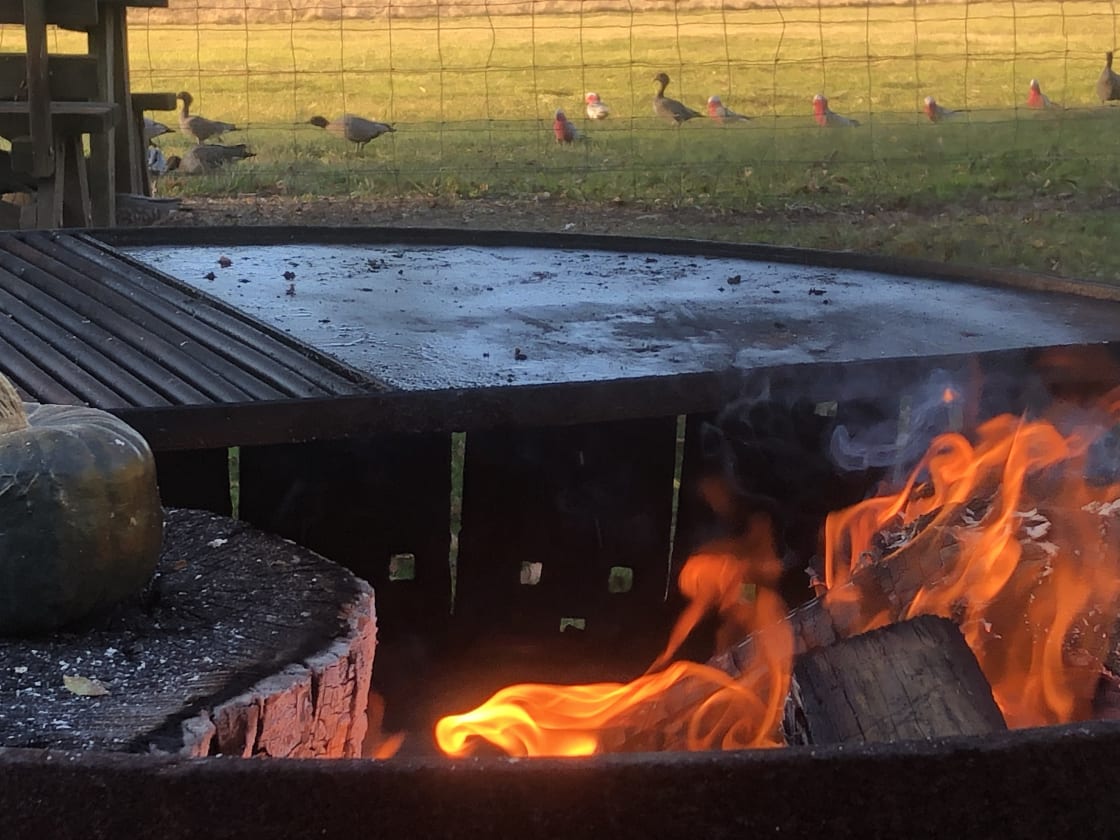 Relax and watch the wild life while camp fire cooking on the large fire pits 