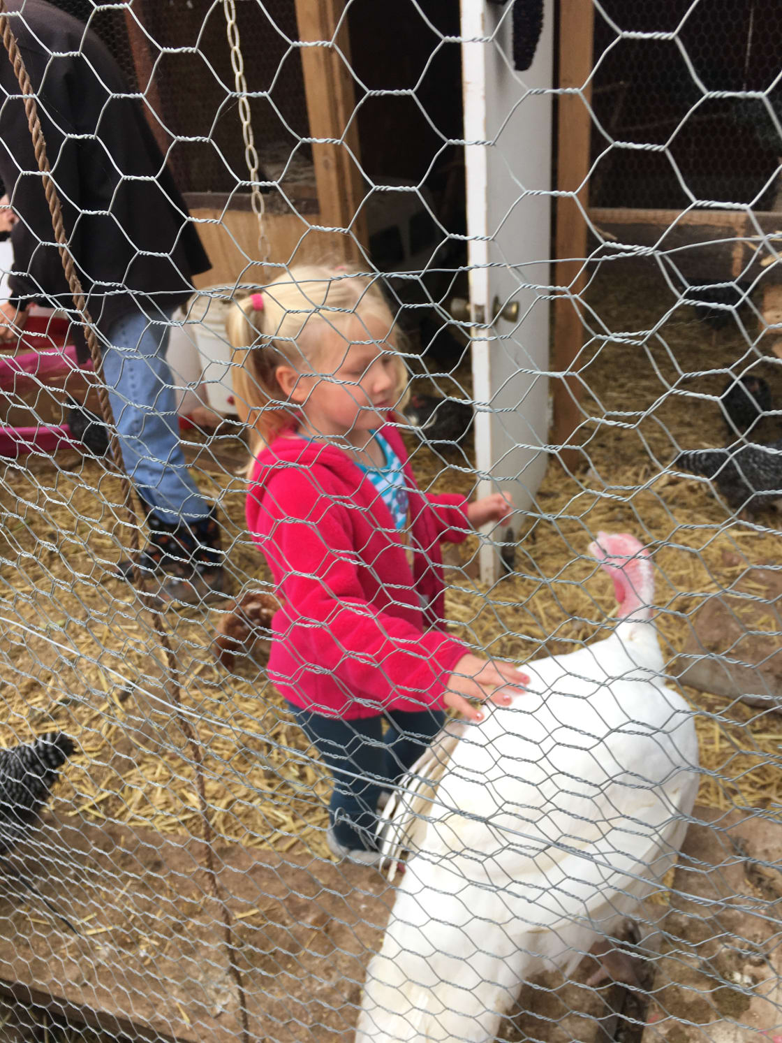 Our daughter meets a turkey