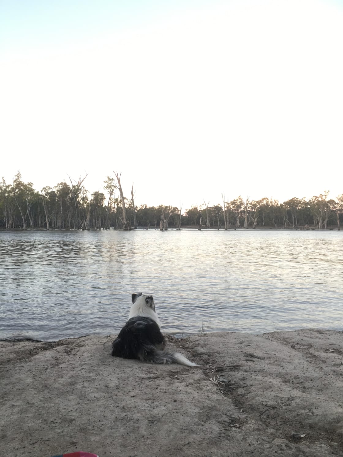 Our dog contemplating life on the Murray River 