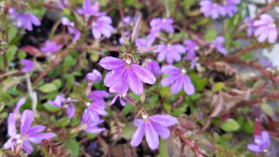 Purple flower delight