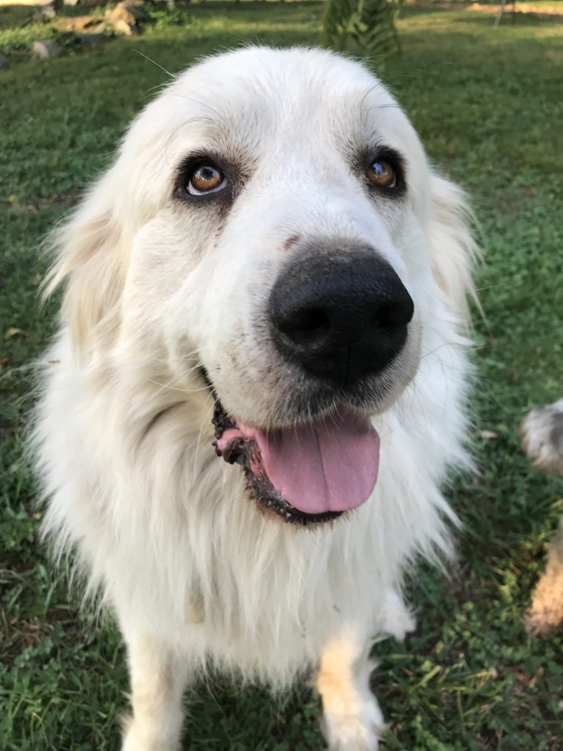 Meet Max our Livestock guardian dog that keeps our livestock safe from Coyotes and fox. 