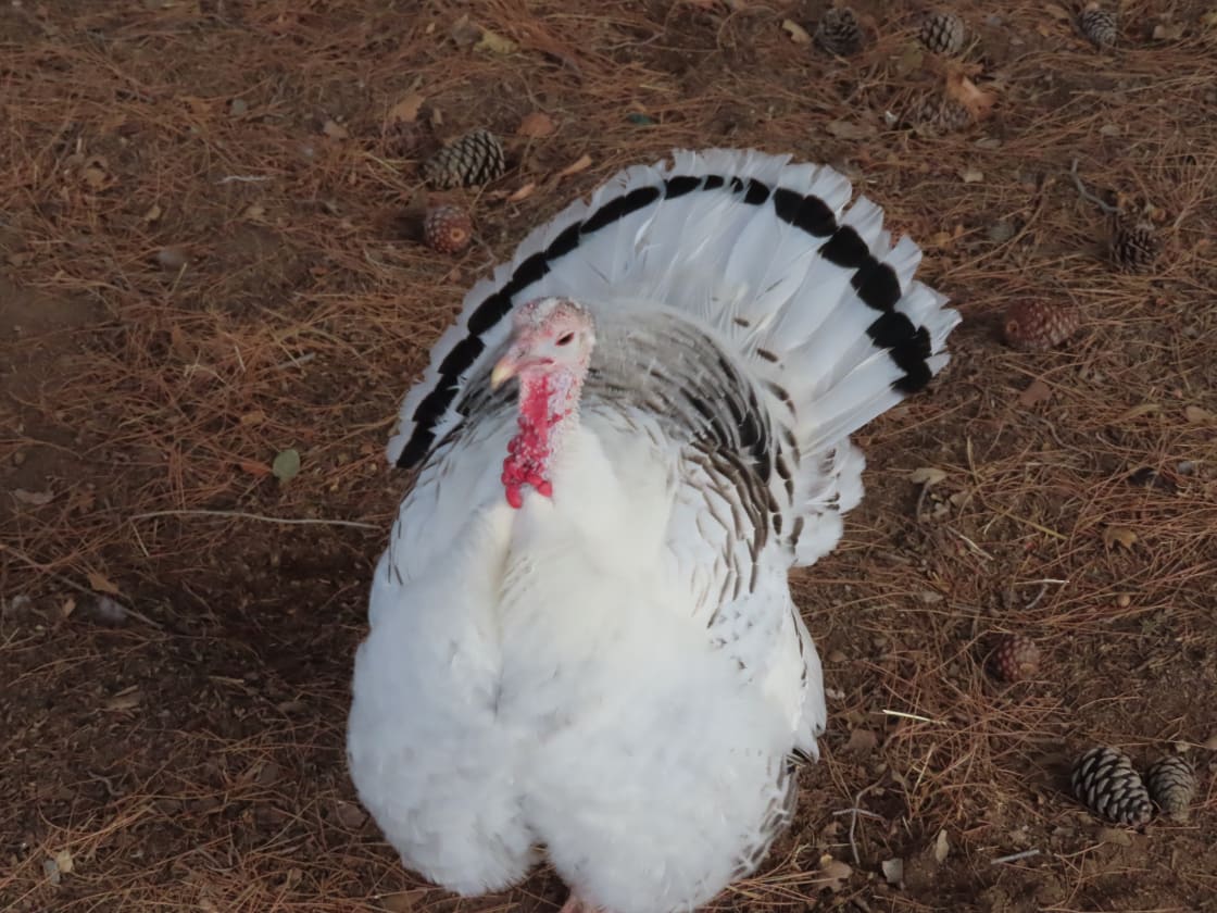 We walked around and were greeted by this beautiful white turkey showing off its feathers.