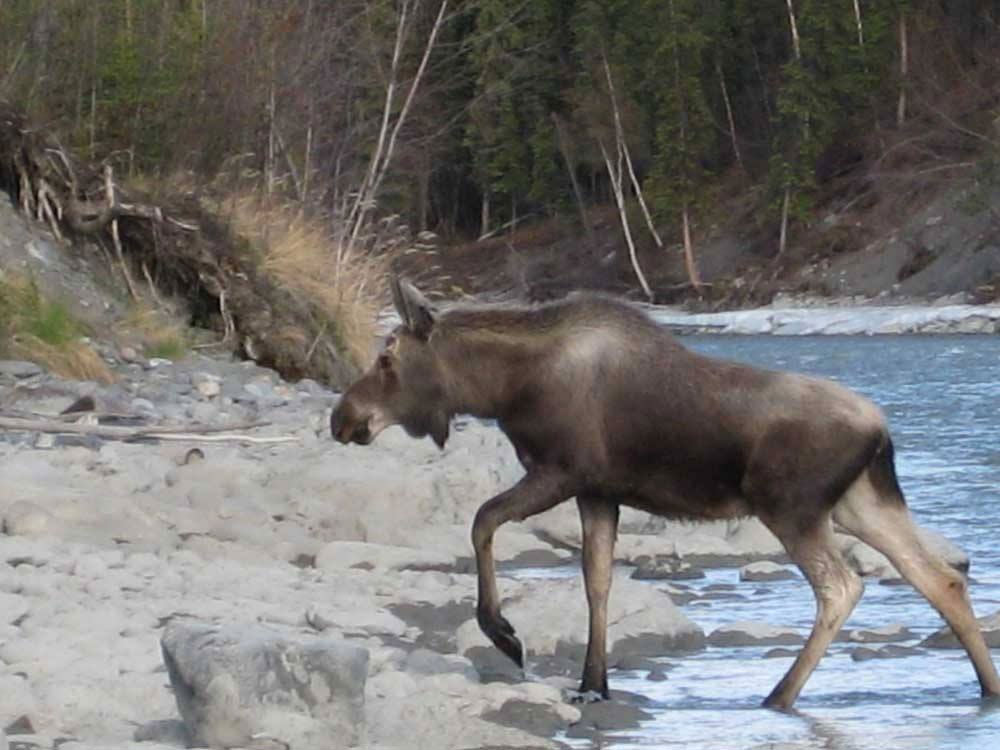Moose at our riverbank on the upriver side.
